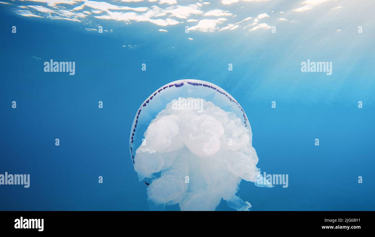 Sea Lung Jellyfish swim underwater in the ocean Stock Photo - Alamy