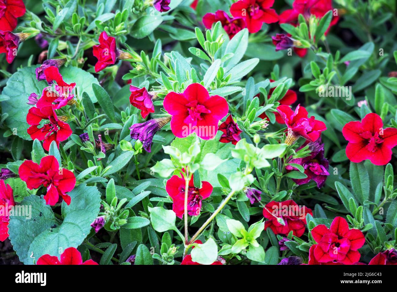 red flower flowers with green leaves Stock Photo