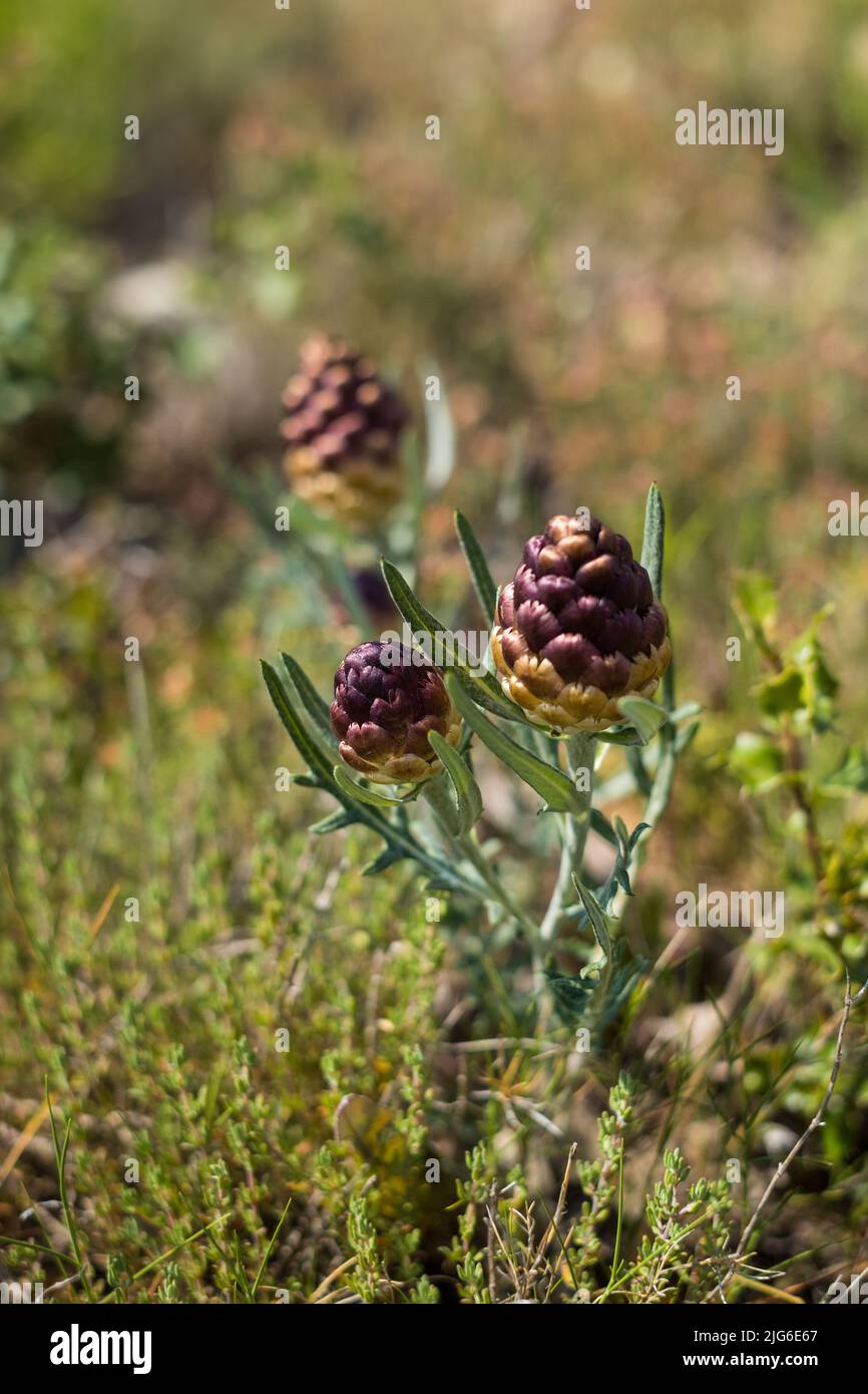 Maral root or Rhaponticum flower, herbaceous perennial plant. The roots are used to make medicine Stock Photo
