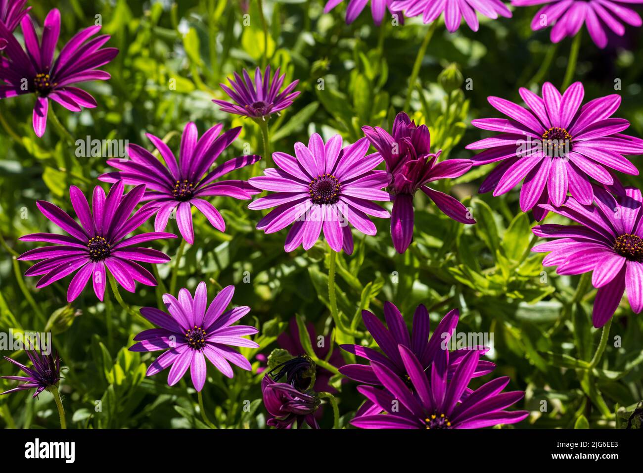 Purple Osteospermum fruticosum (African daisy) in the summer.  Floral wallpaper background. Home gardening, garden care Stock Photo