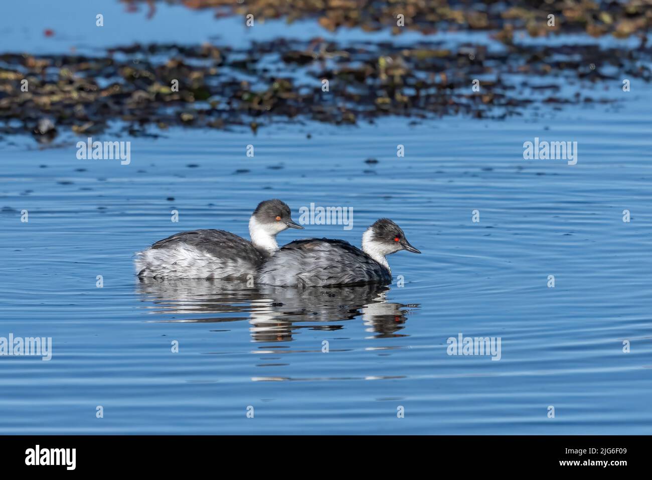 Subspecies andean silvery greebe podiceps occipitalis juninensis hires