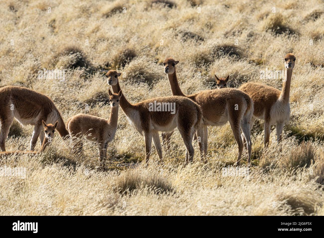 A small herd of Vicuna, Lama vicugna, grazing in Lauca National Park, Chile. Stock Photo