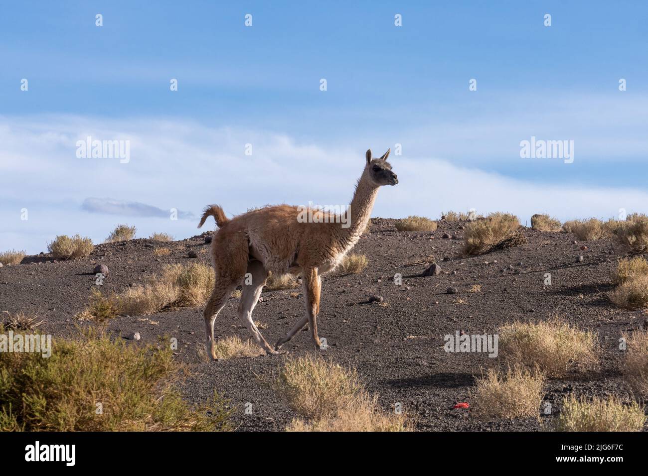 atacama-desert-flora-and-fauna