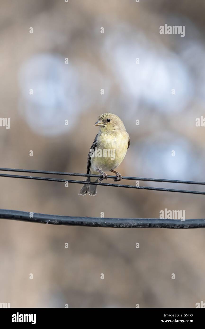 Species lesser goldfinch hi-res stock photography and images - Alamy