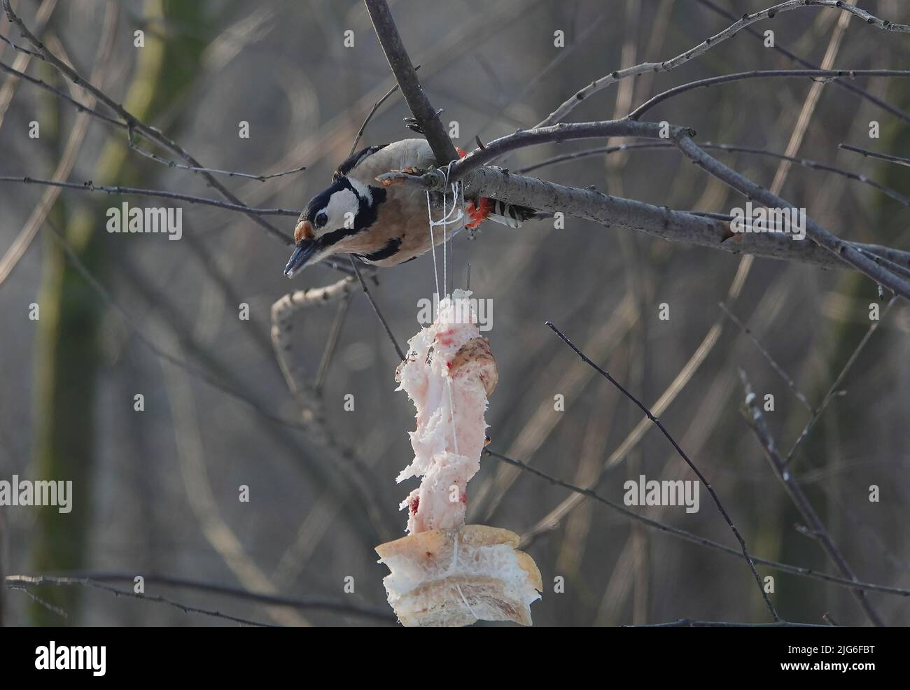 Woodpecker on a tree in the forest during the feeding period during the ... Biology Diagrams