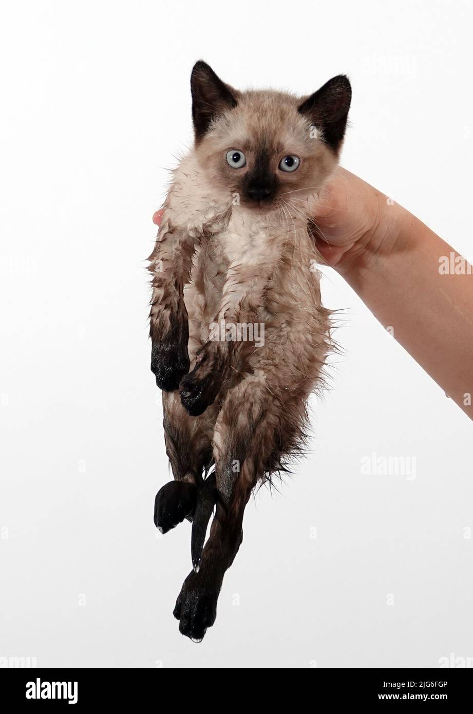 Kitten is played with Thai or Siamese breed Stock Photo