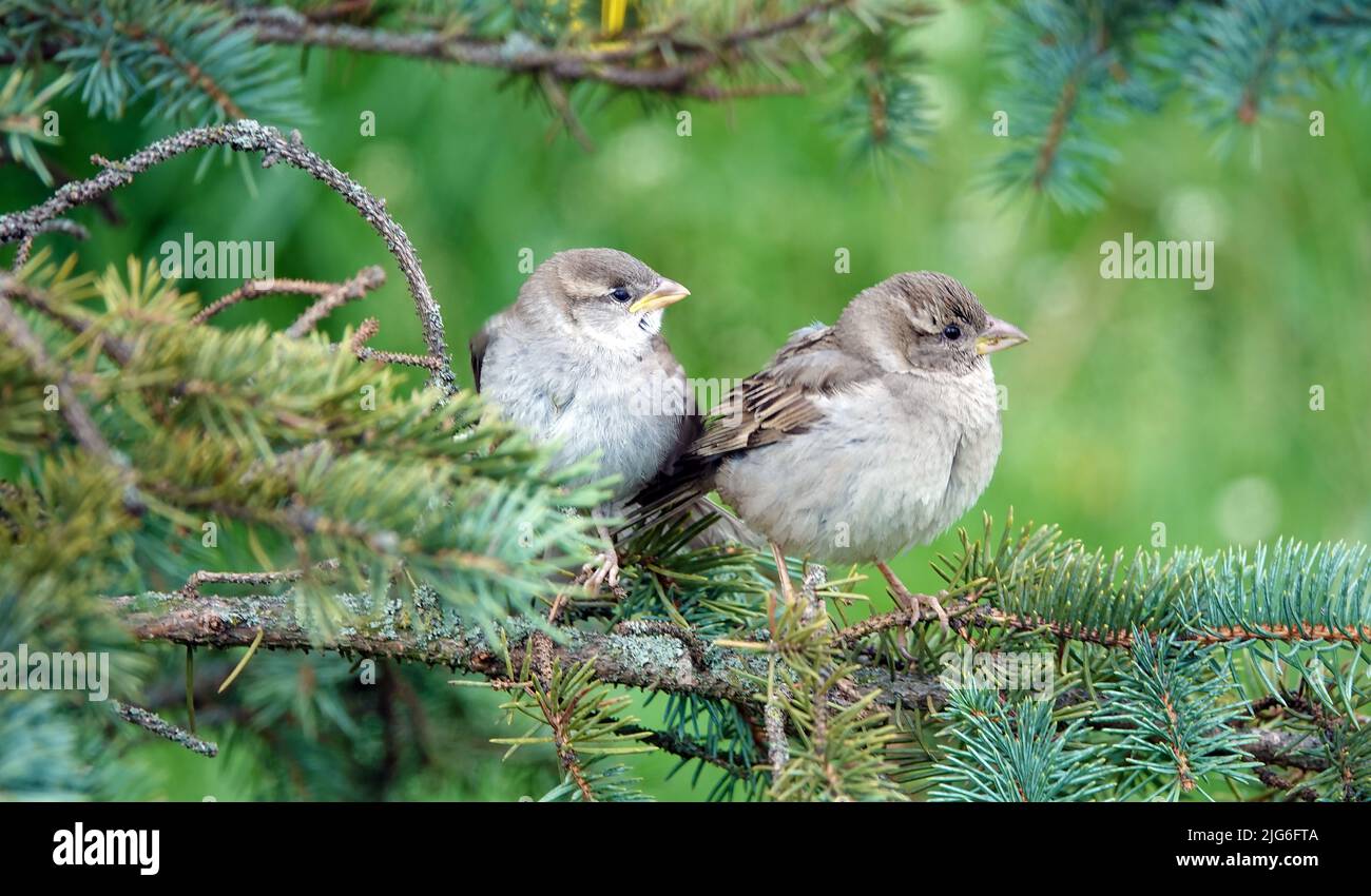 Sparrows on a branch hi-res stock photography and images - Alamy