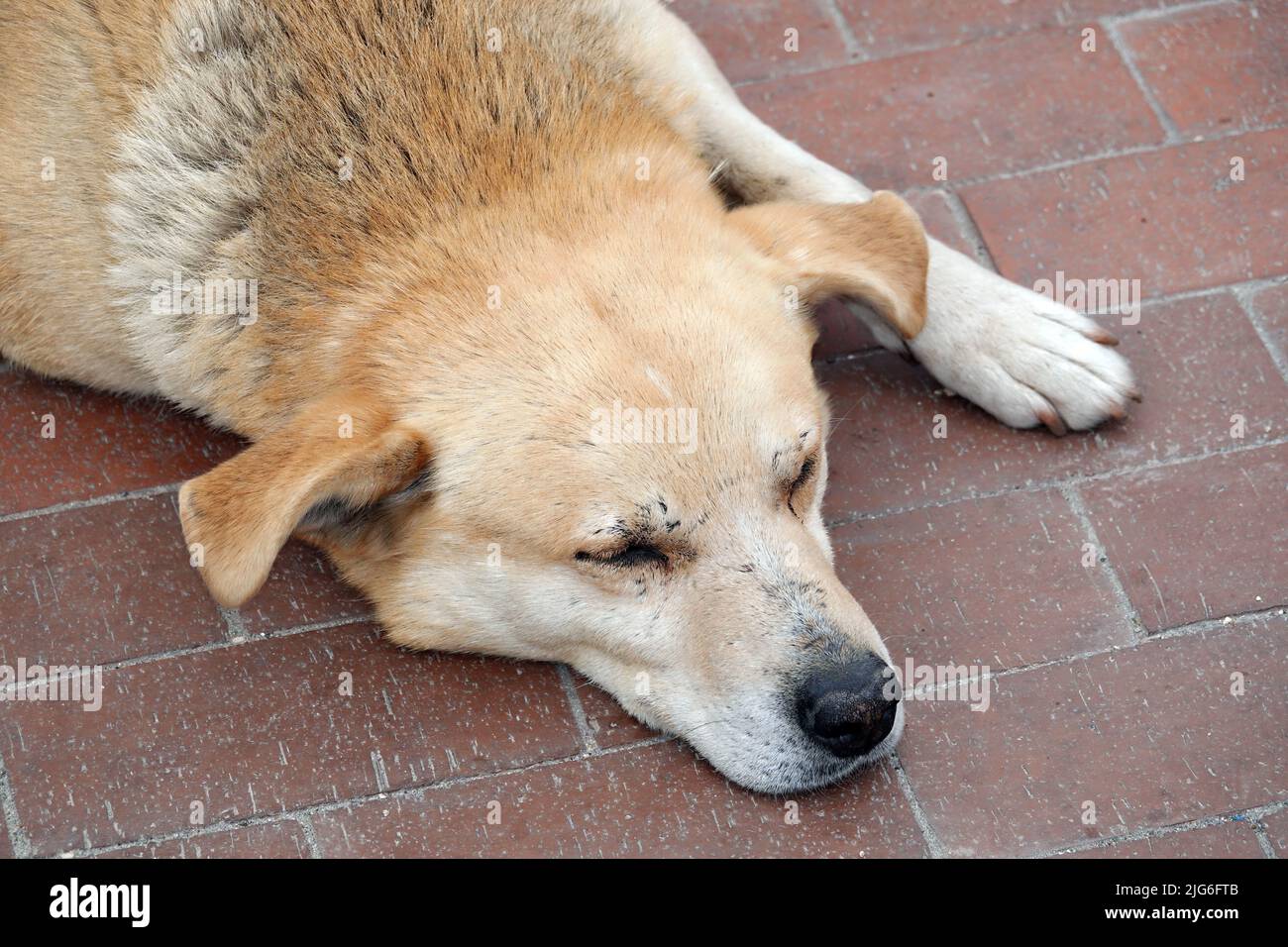 Tired yard dog tired tired falls asleep Stock Photo Alamy