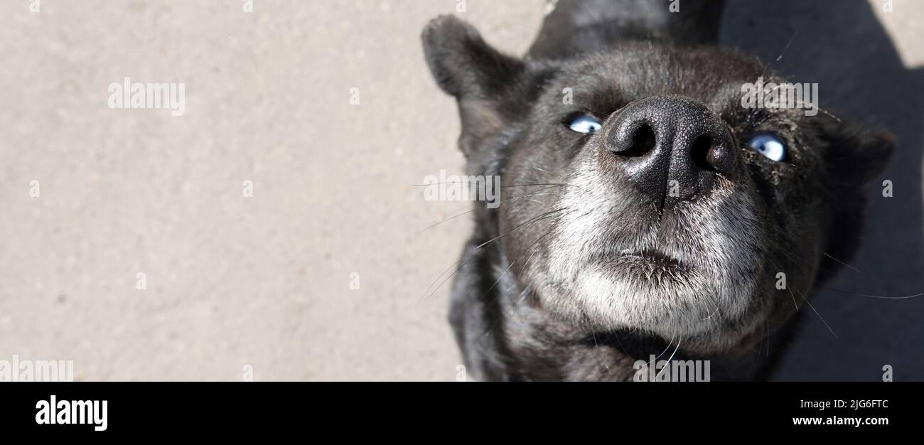 Kiev, Ukraine April 13, 2020: A dog similar to the Demon, black color and white-blue eyes Stock Photo