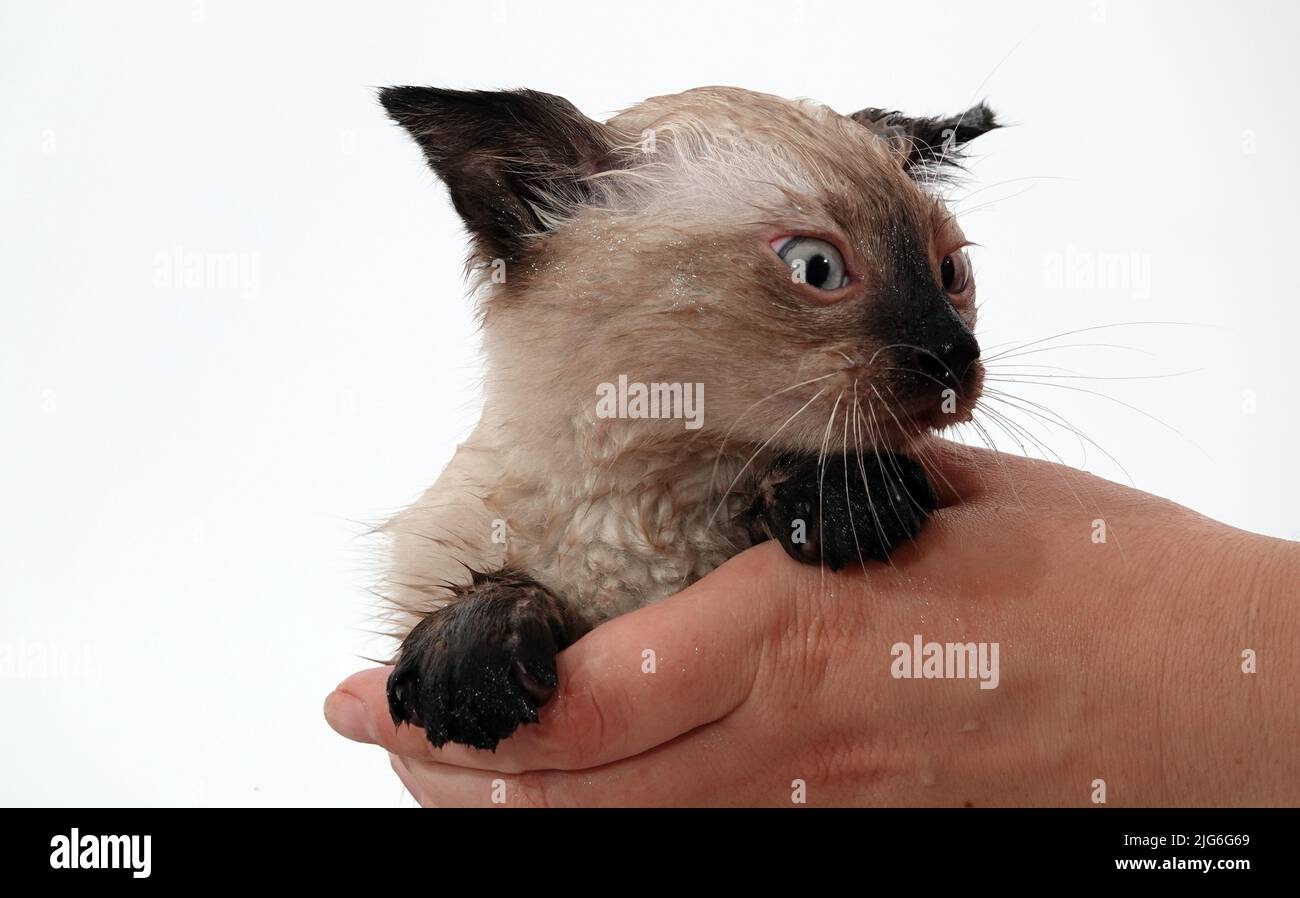 Kitten is played with Thai or Siamese breed Stock Photo