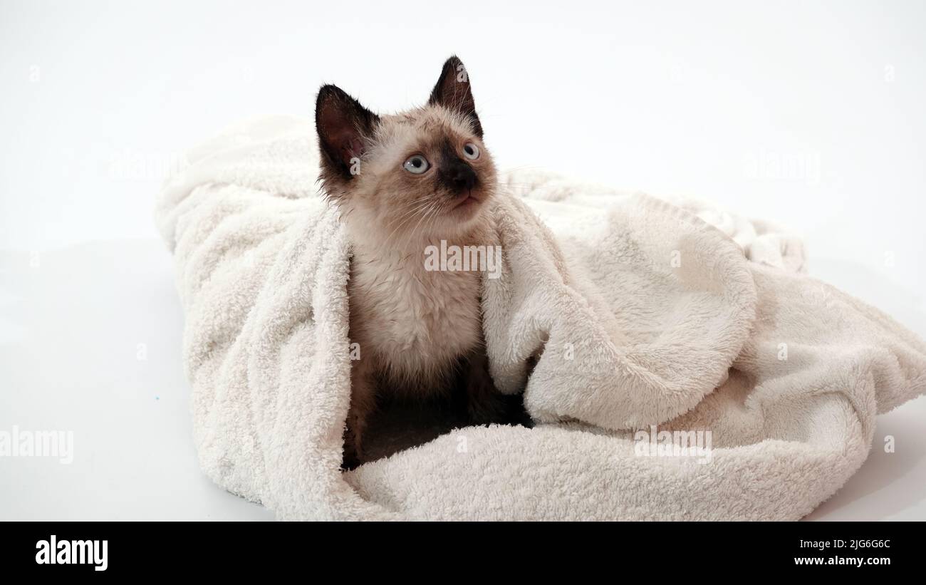 Kitten is played with Thai or Siamese breed Stock Photo