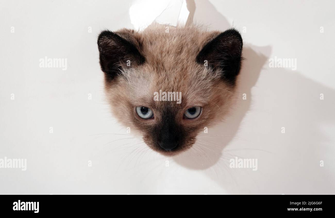Kitten is played with Thai or Siamese breed Stock Photo