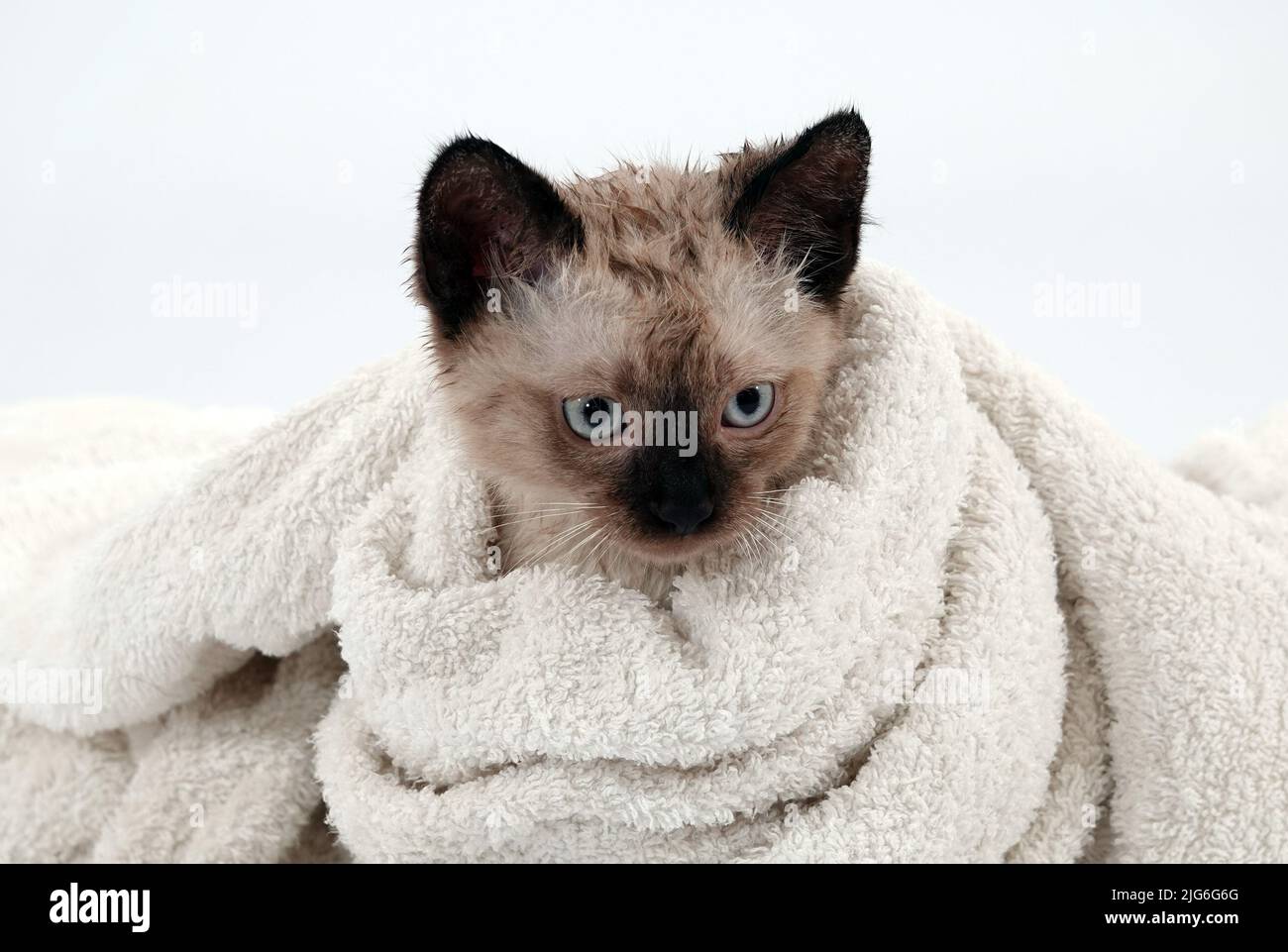 Kitten is played with Thai or Siamese breed Stock Photo