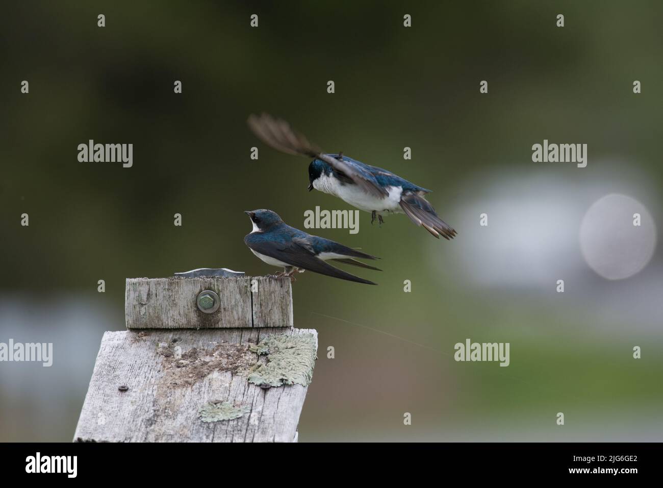 Tree swallows mating at a wildlife refuge in NY Stock Photo