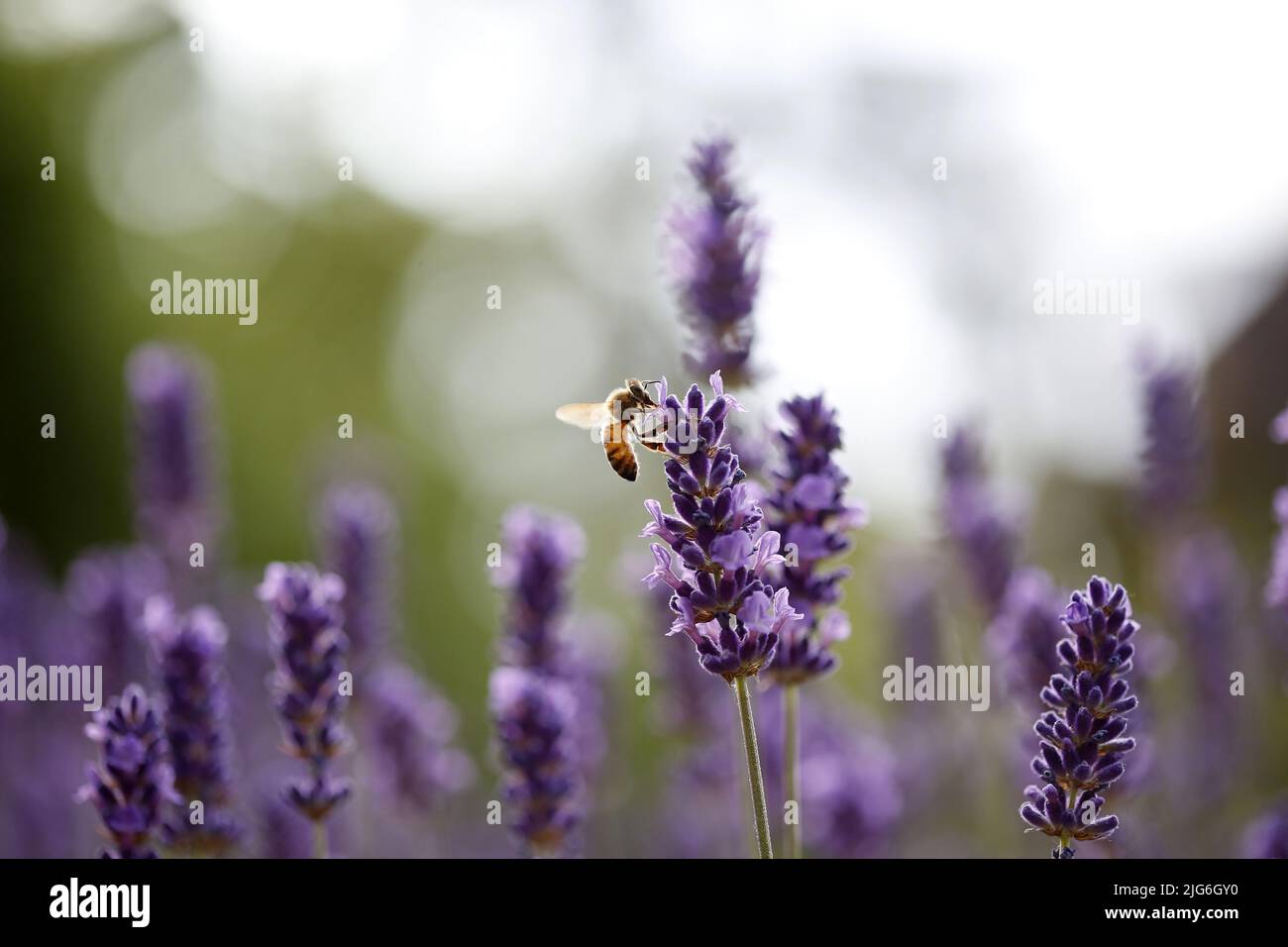 Berlin, Germany. 25th June, 2022. Berlin-Steglitz: Bees and bumblebees in lavender (Credit Image: © Simone Kuhlmey/Pacific Press via ZUMA Press Wire) Stock Photo