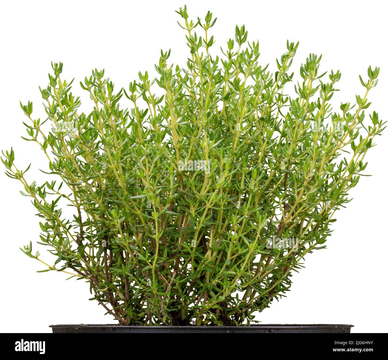 Thyme leaves hires stock photography and images Alamy