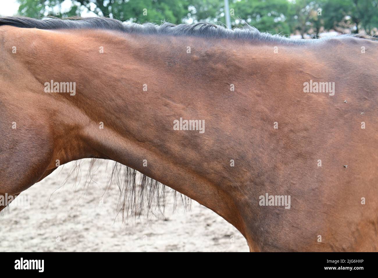 Hives or allergic wheels on a horses neck Stock Photo