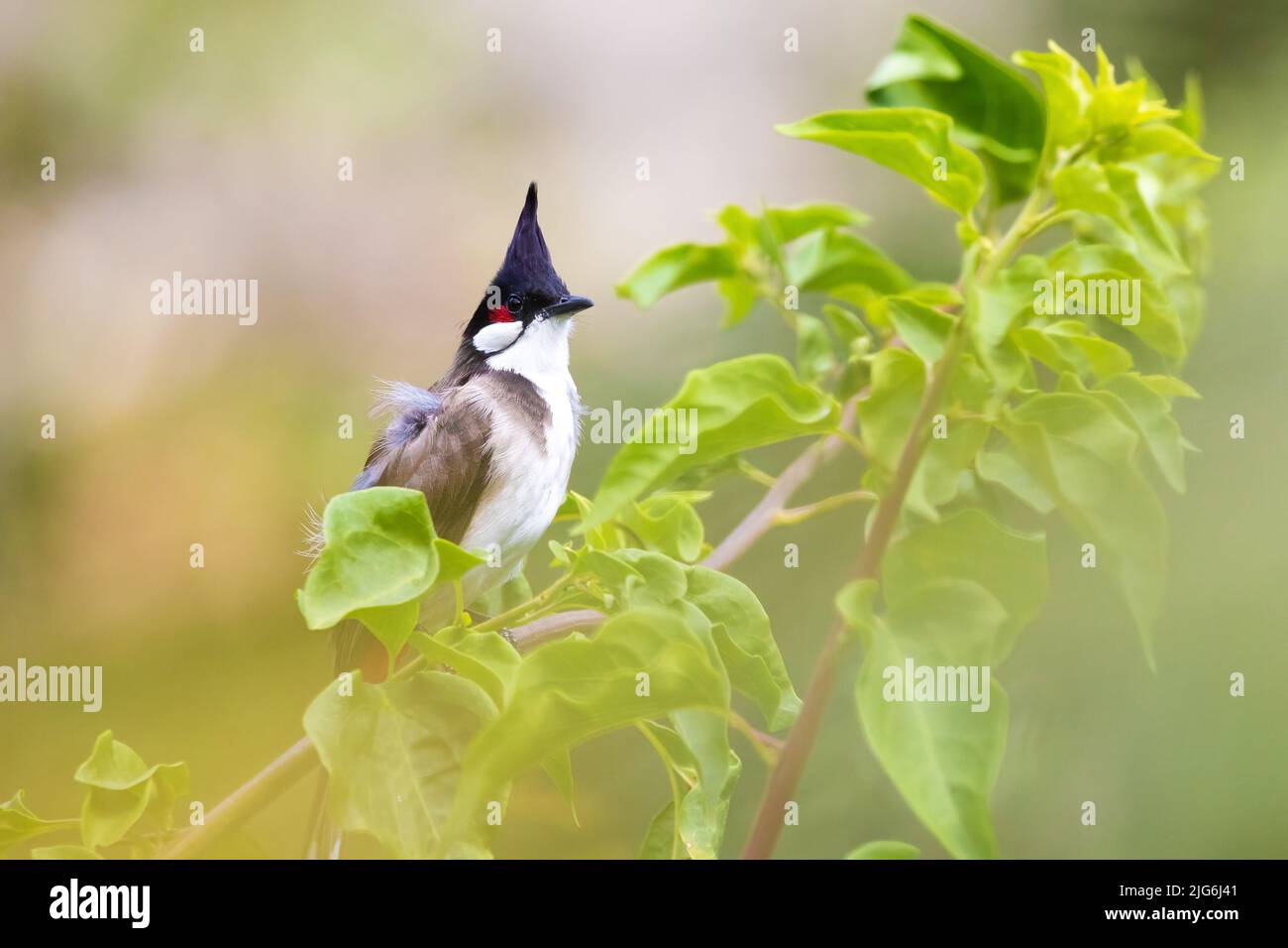 Red-whiskered bulbul Pycnonotus jocosus standing on a tree branch, Thailand Stock Photo