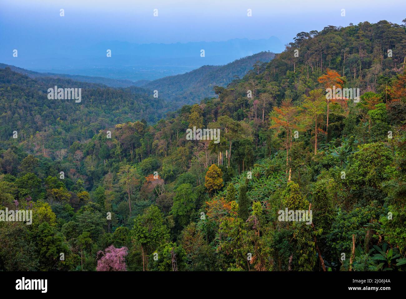 Aerial shot of colorful north Chiang Dao rainforest in Thailand. Stock Photo