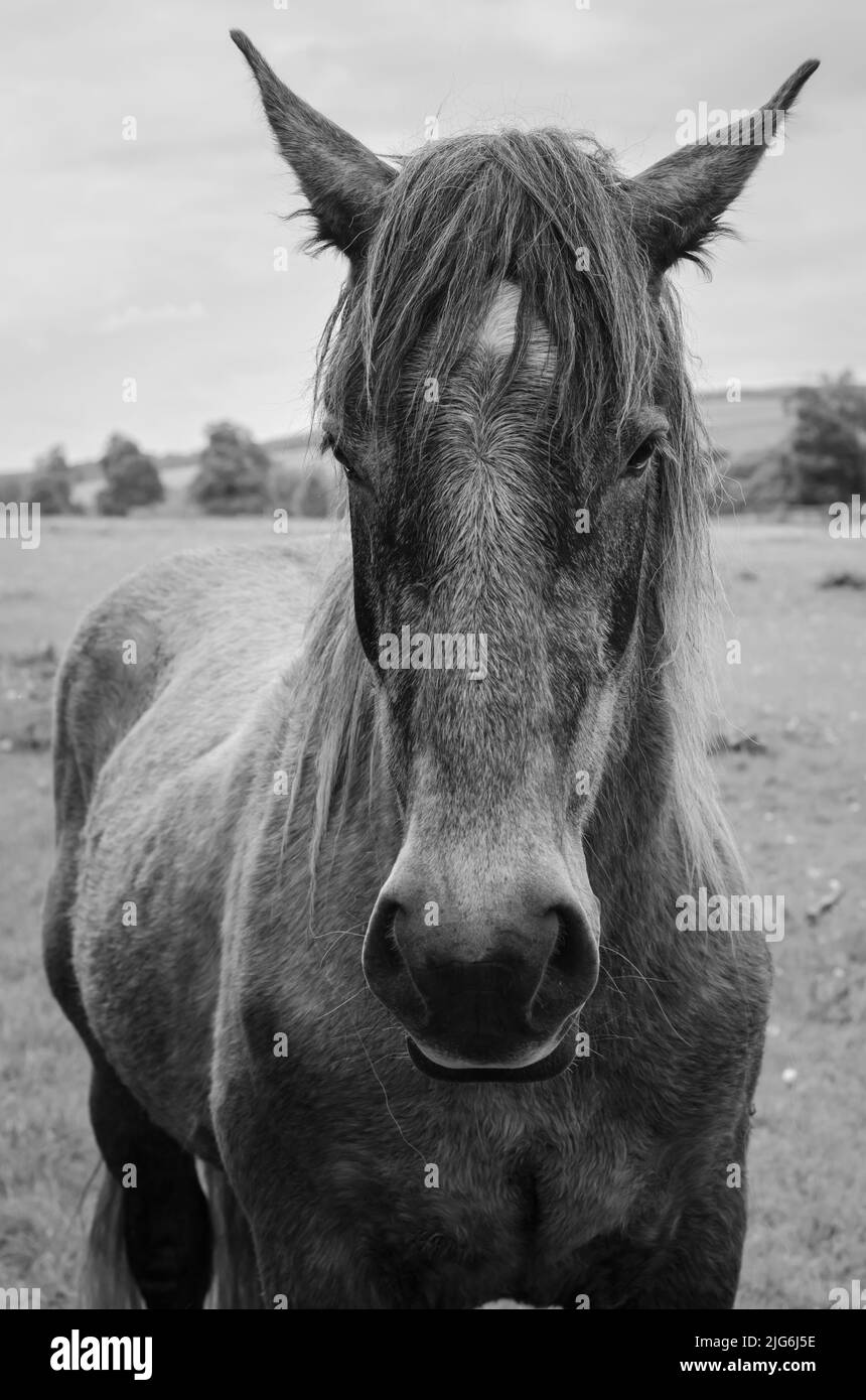 Working horse resting field Countryside black and white Stock Photo