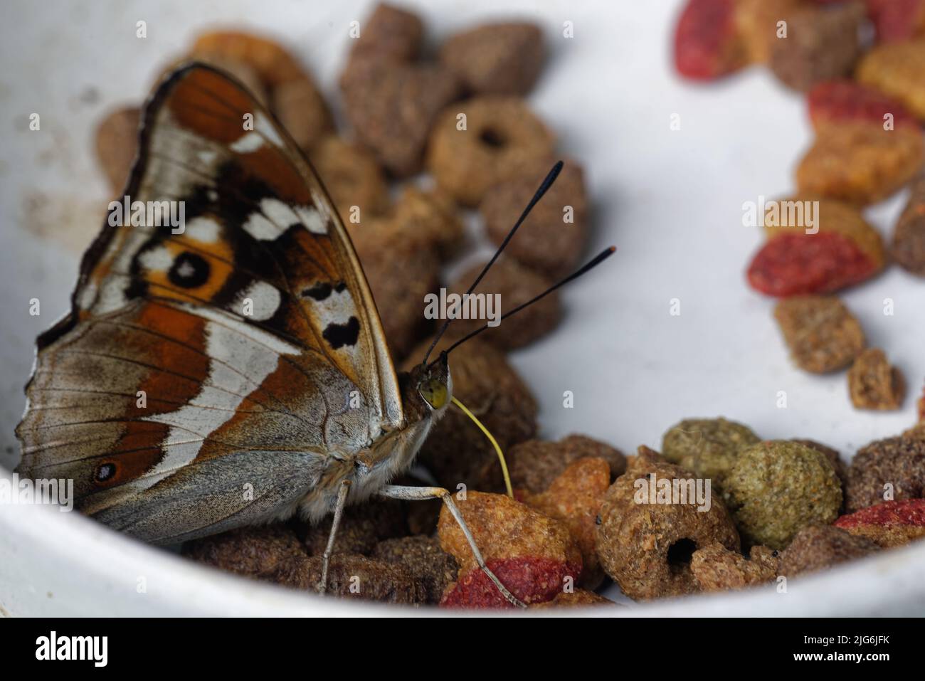 Apatura iris, the purple emperor, is a Palearctic butterfly of the family Nymphalidae. Stock Photo