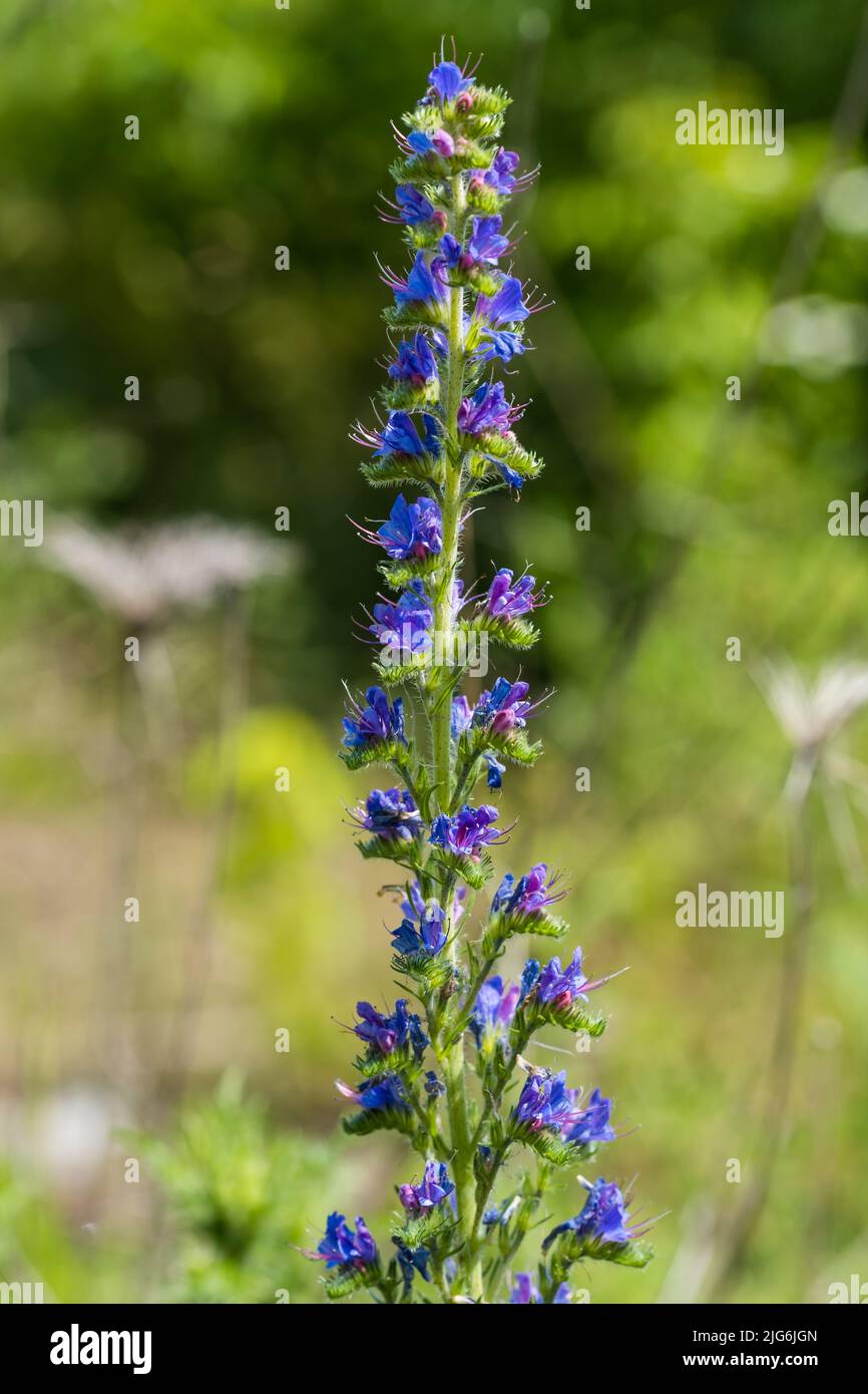 Blooming meadow in sunny summer day. Echium vulgare, beautiful wildflowers. Summer floral background Stock Photo