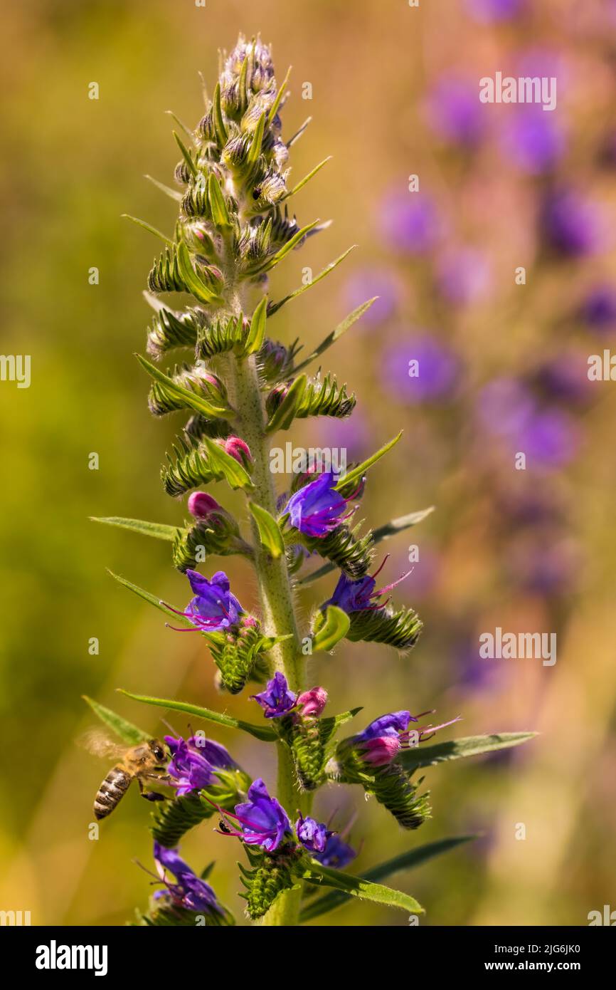 Blooming meadow in sunny summer day. Echium vulgare, beautiful wildflowers. Summer floral background, close-up flowers Stock Photo