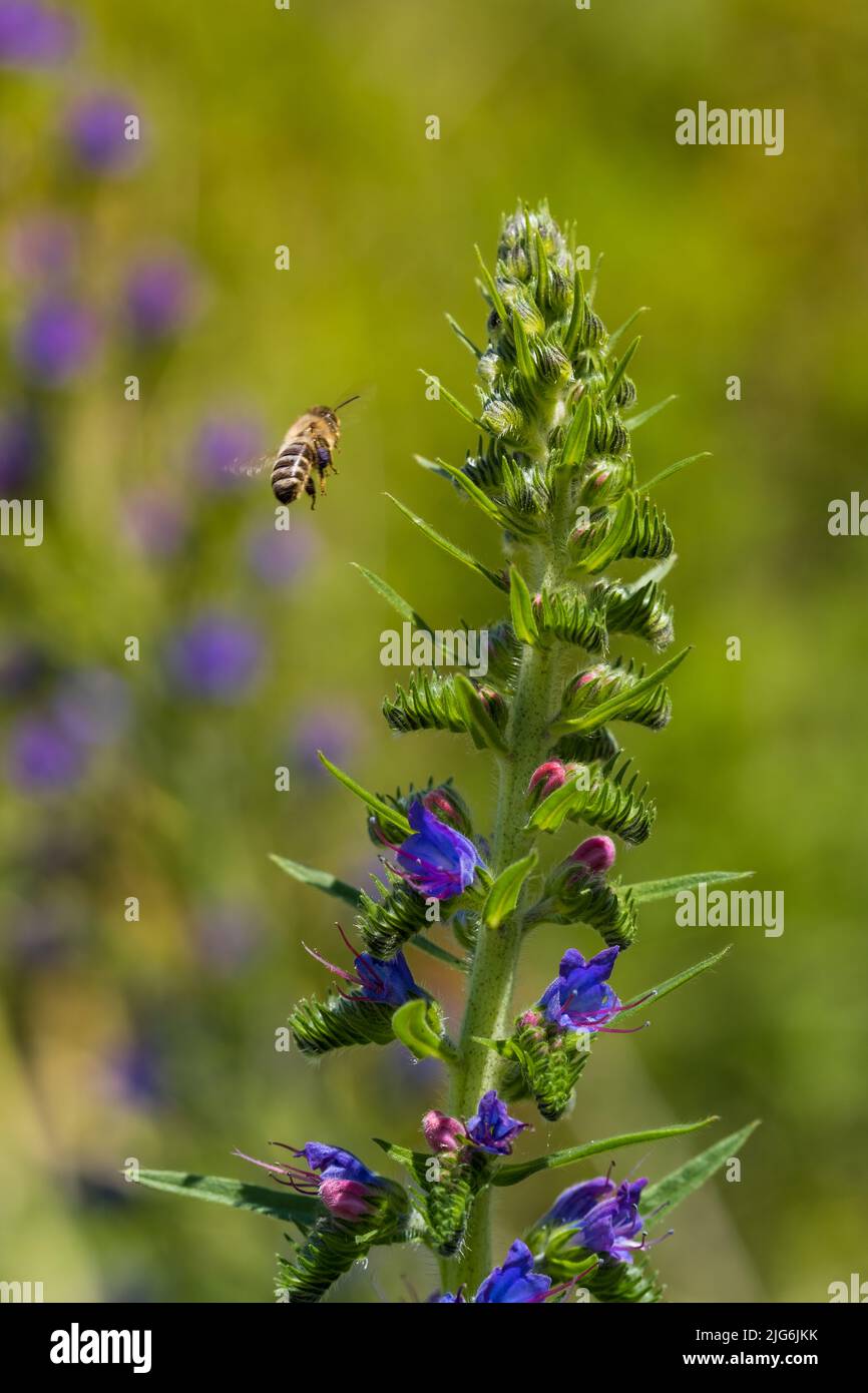 Blooming meadow in sunny summer day. Echium vulgare, beautiful wildflowers. Summer floral background, close-up flowers Stock Photo