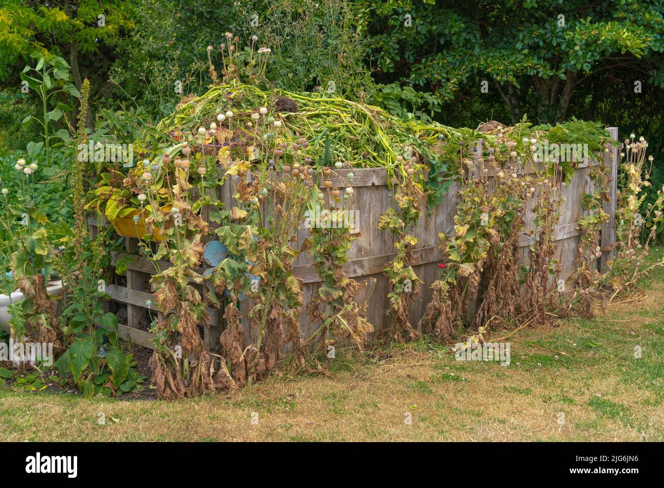 Allotment, vegetable, patch, compost heap, cabbage patch, planning, layout, Organic aims, plants you grow, Harvesting, organic gardening, brassicas. Stock Photo