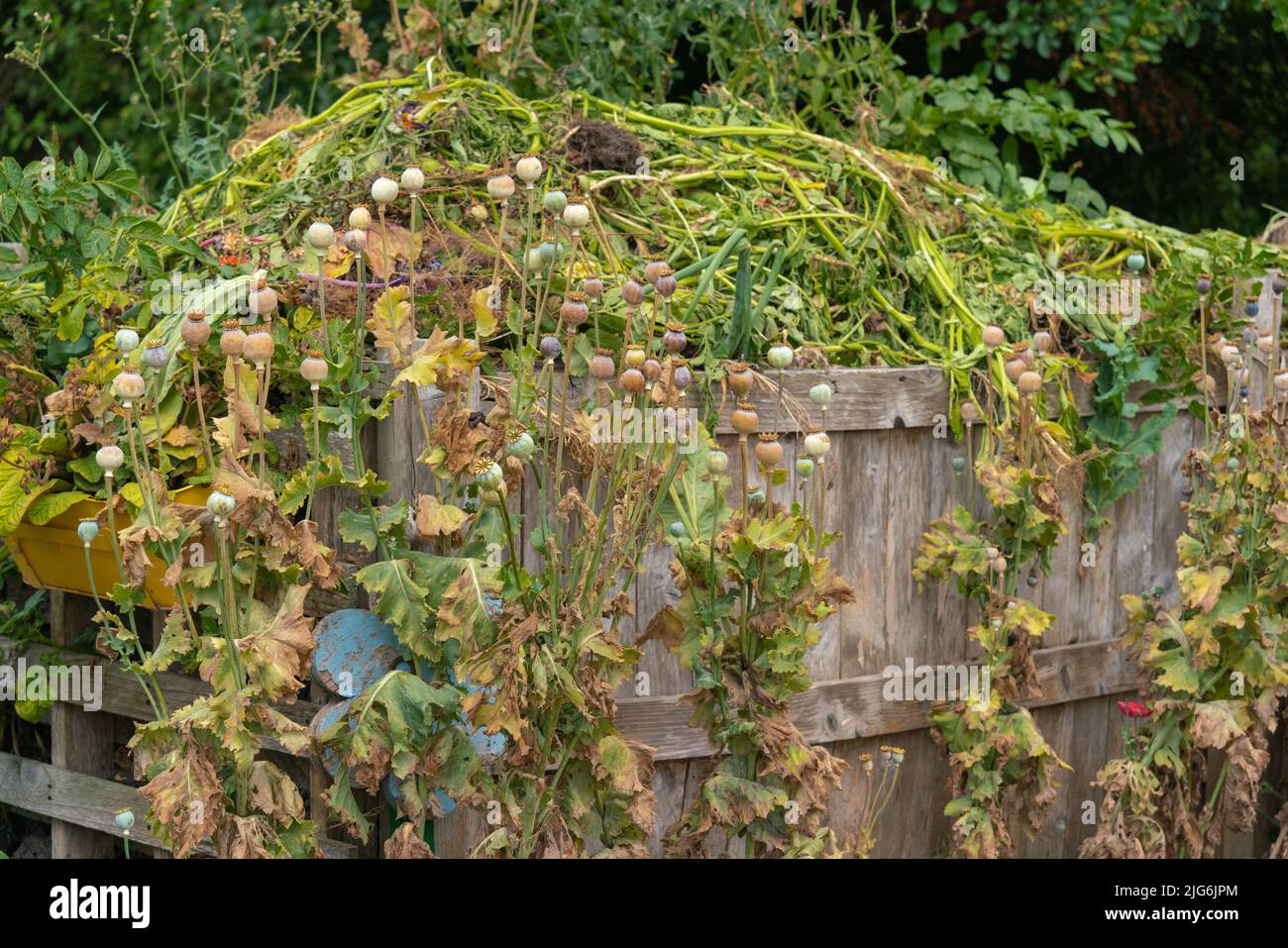 Allotment, vegetable, patch, compost heap, cabbage patch, planning