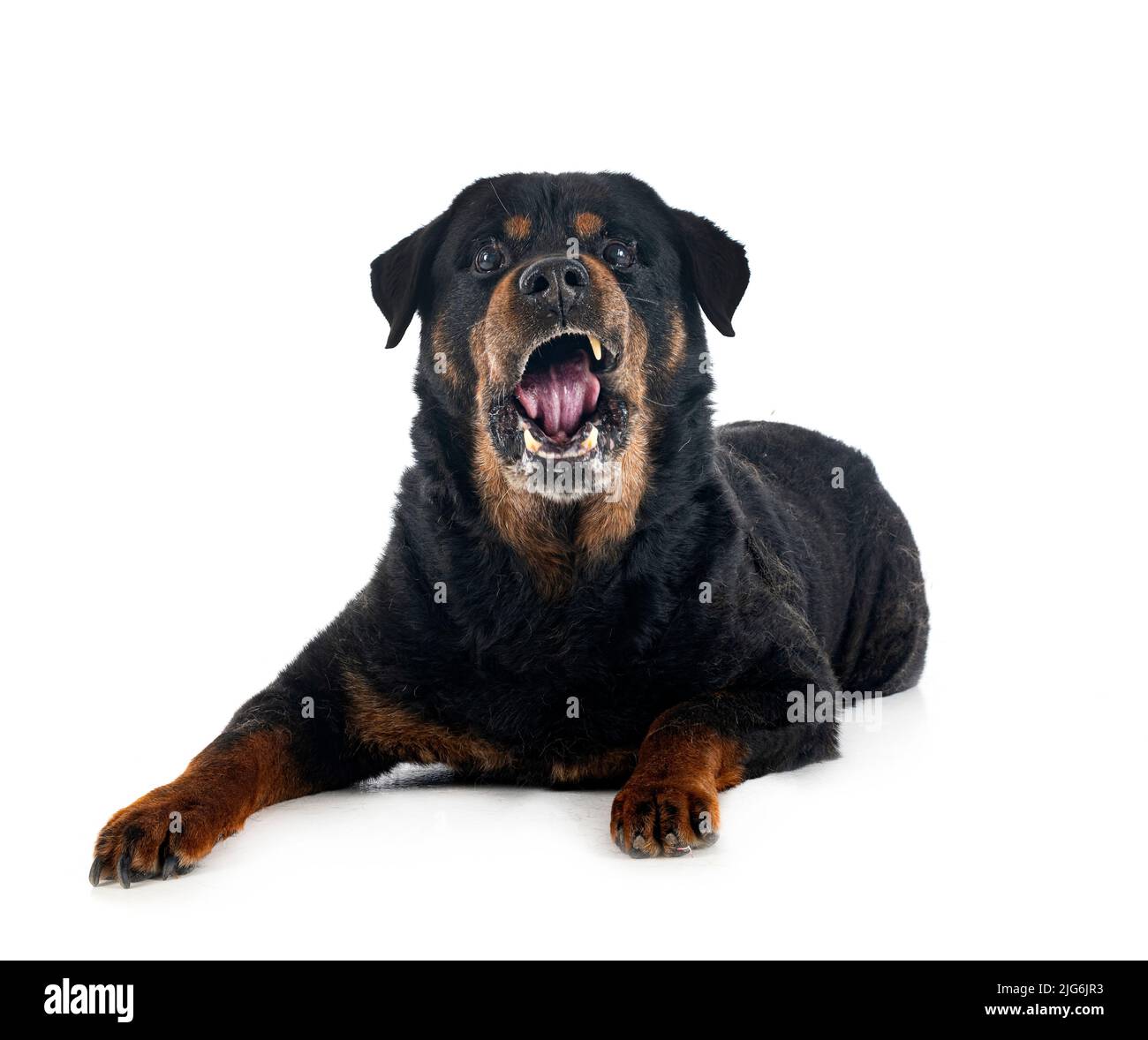 purebred old rottweiler fourteen year in front of white background ...