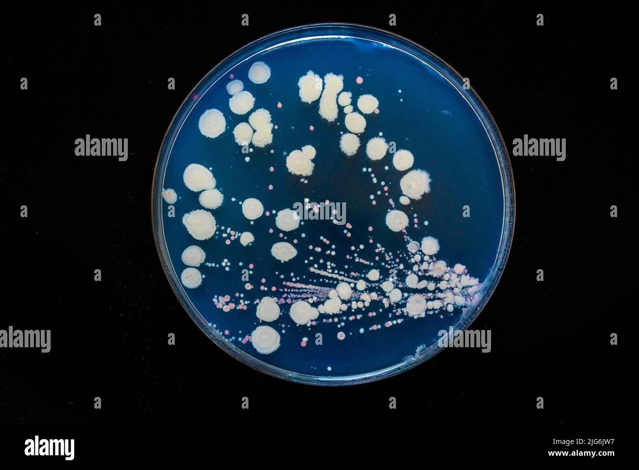 Petri dish with biological samples From a medical laboratory Stock