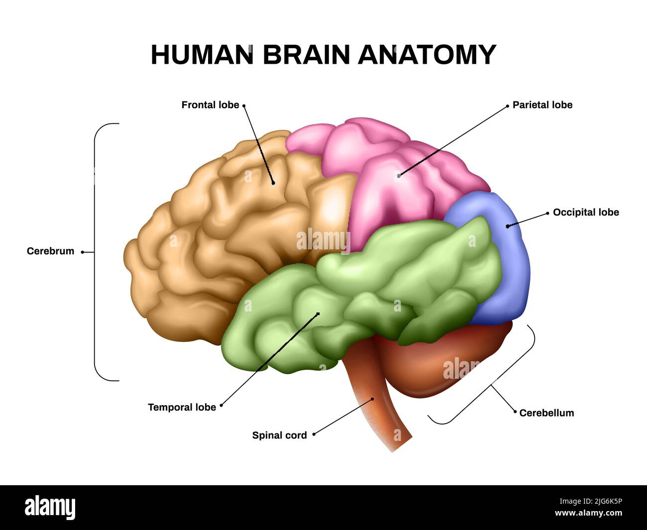 Realistic human brain anatomy scheme with different parts in color vector illustration Stock Vector