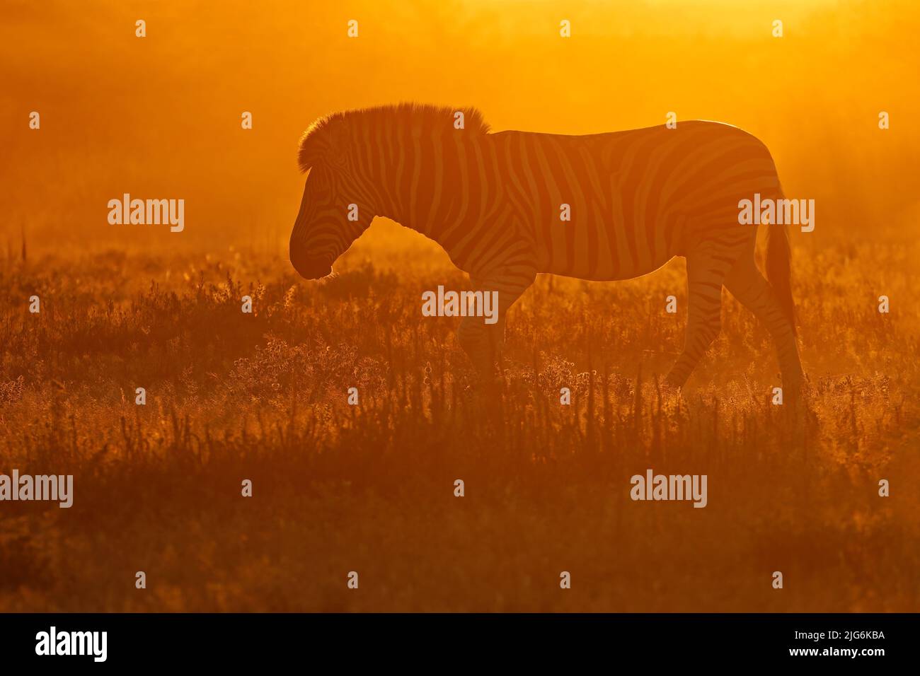 A plains zebra (Equus burchelli) in dust at sunrise, Etosha National Park, Namibia Stock Photo