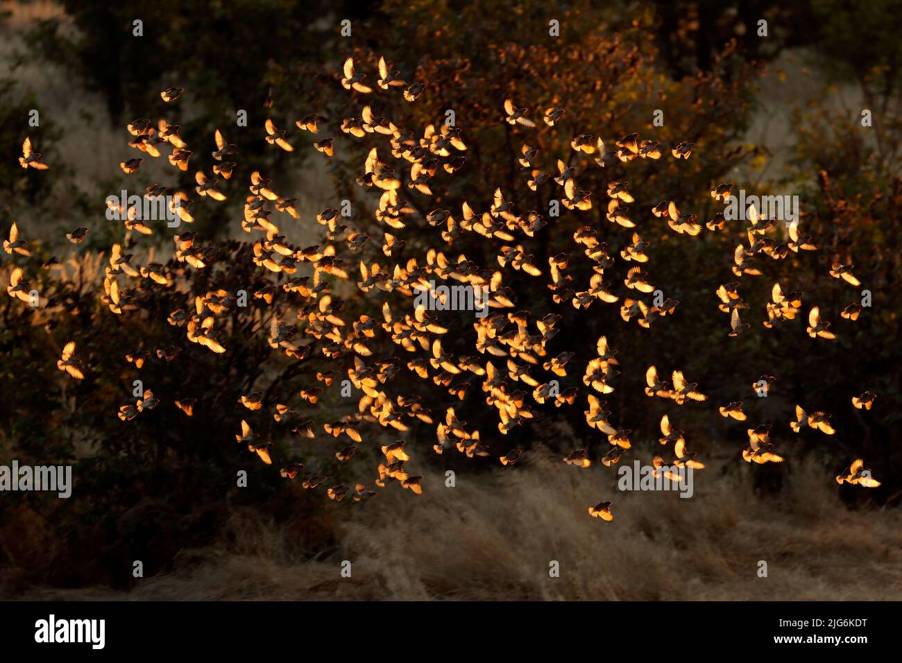 Flock of red-billed queleas (Quelea quelea) flying at sunset, Etosha National Park, Namibia Stock Photo