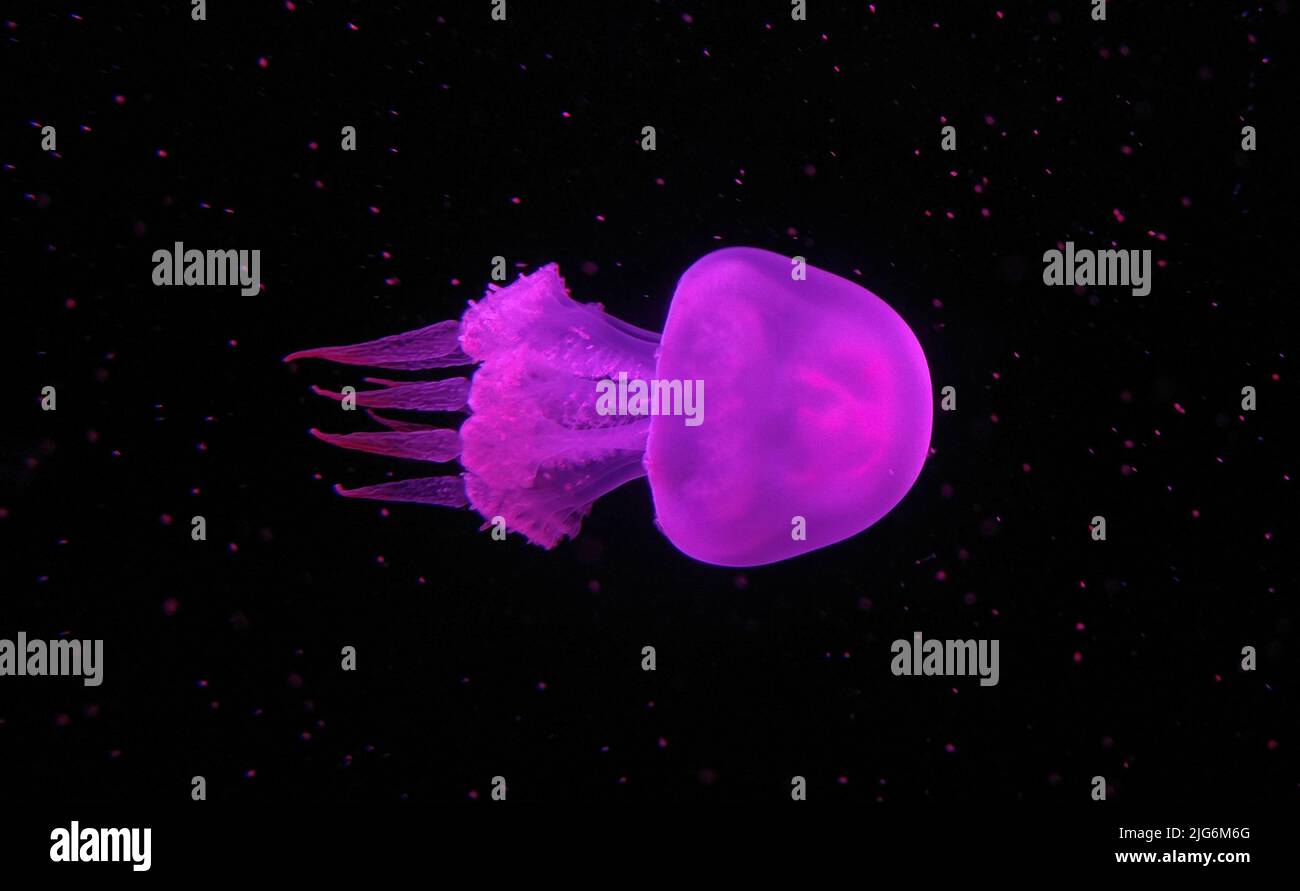 Poisonous jellyfish floating freely in the water Stock Photo Alamy