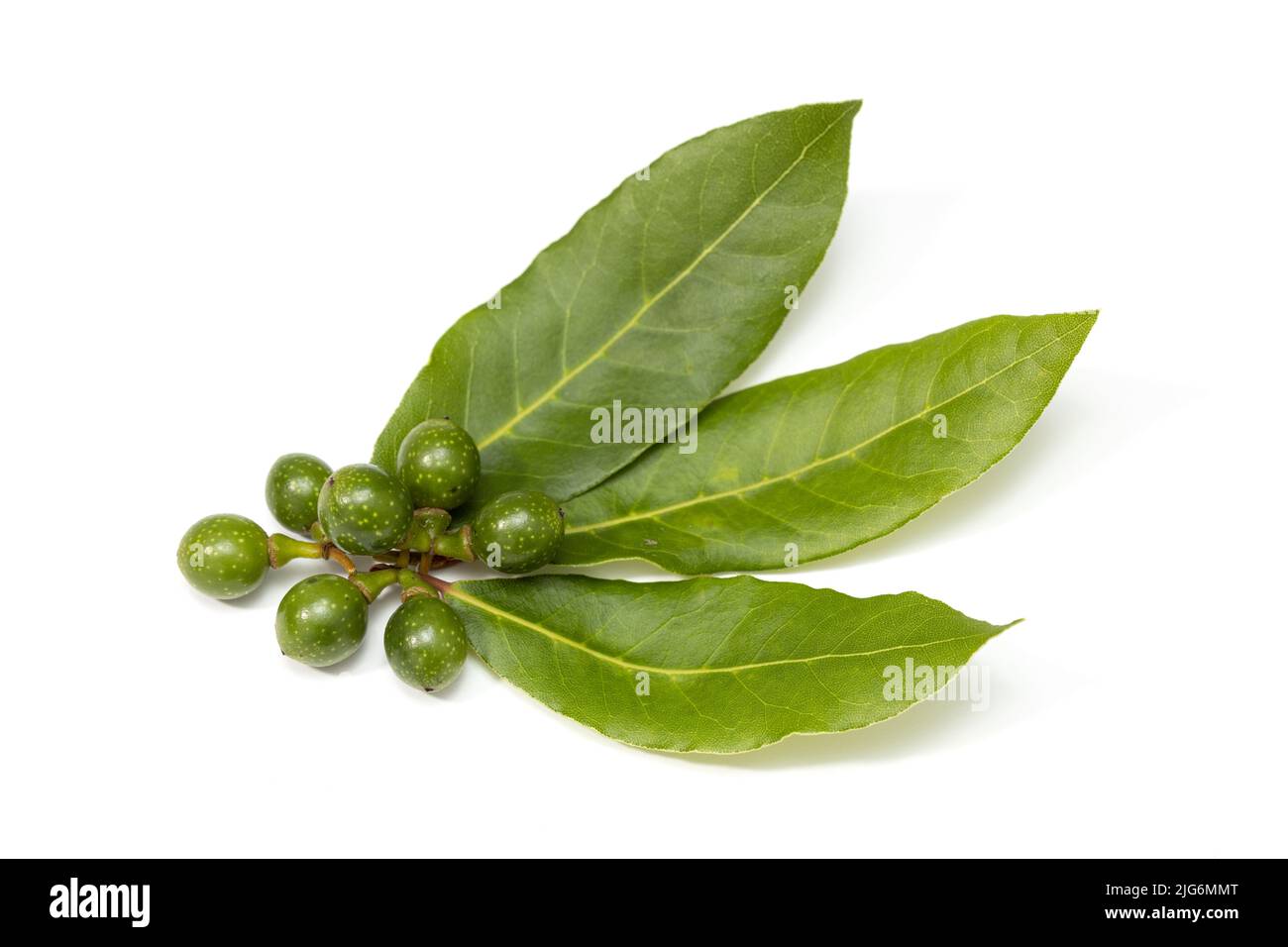 Fresh Bay laurel leaves and seeds isolated on white background. Laurus nobilis Stock Photo
