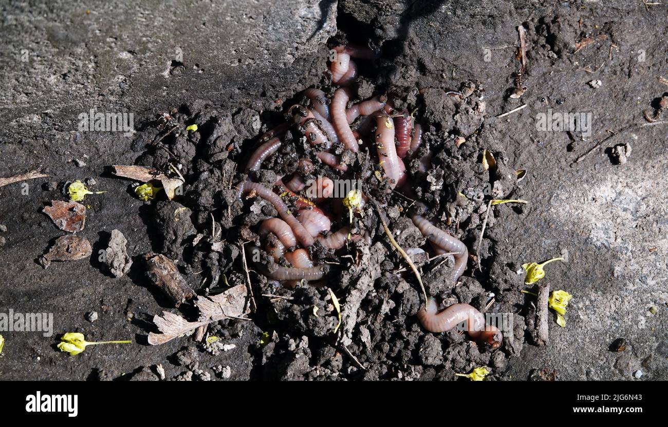 big-red-worms-hi-res-stock-photography-and-images-alamy