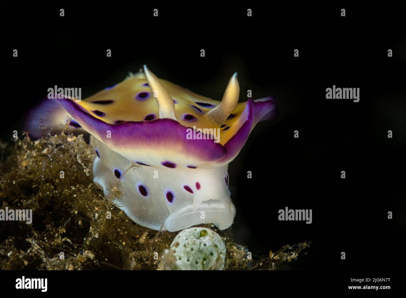 Goniobranchus kuniei Nudibranch showing the characteristic mantle in Lembeh Strait, North-Sulawesi, Indonesia Stock Photo