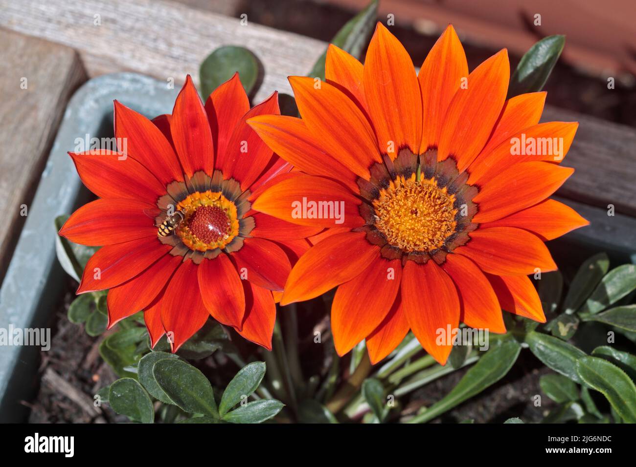 Orange Gazania Flowers Stock Photo