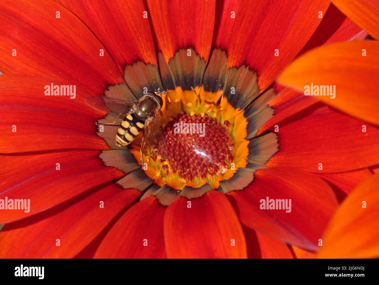Orange Gazania Flower with Hoverfly Stock Photo