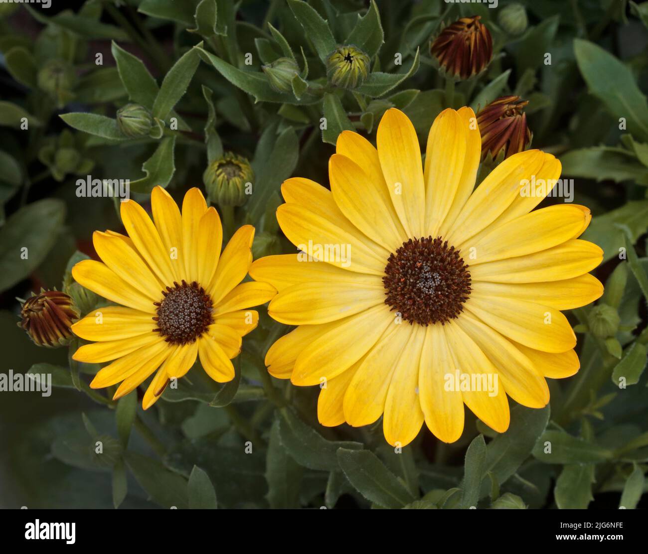 Yellow Osteospermum Stock Photo