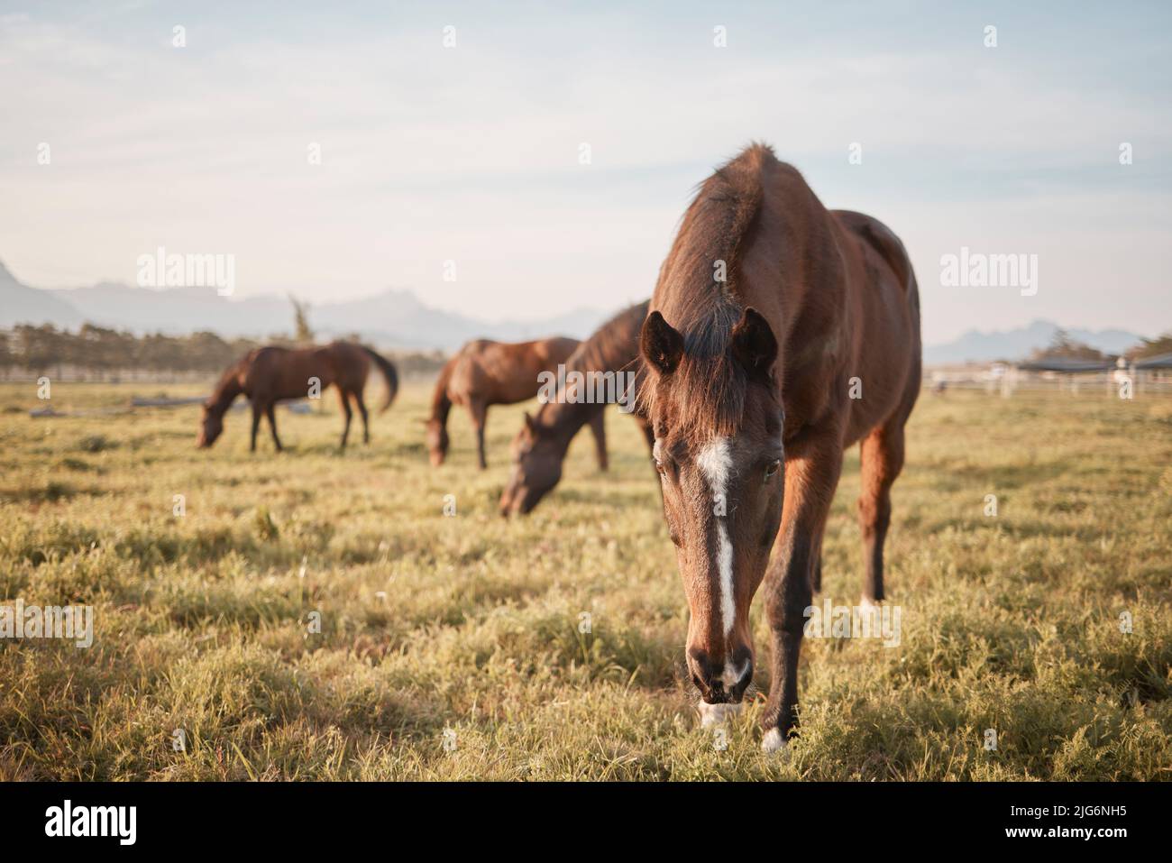 Horses make a landscape look beautiful. Shot of a beautiful horse on a ...