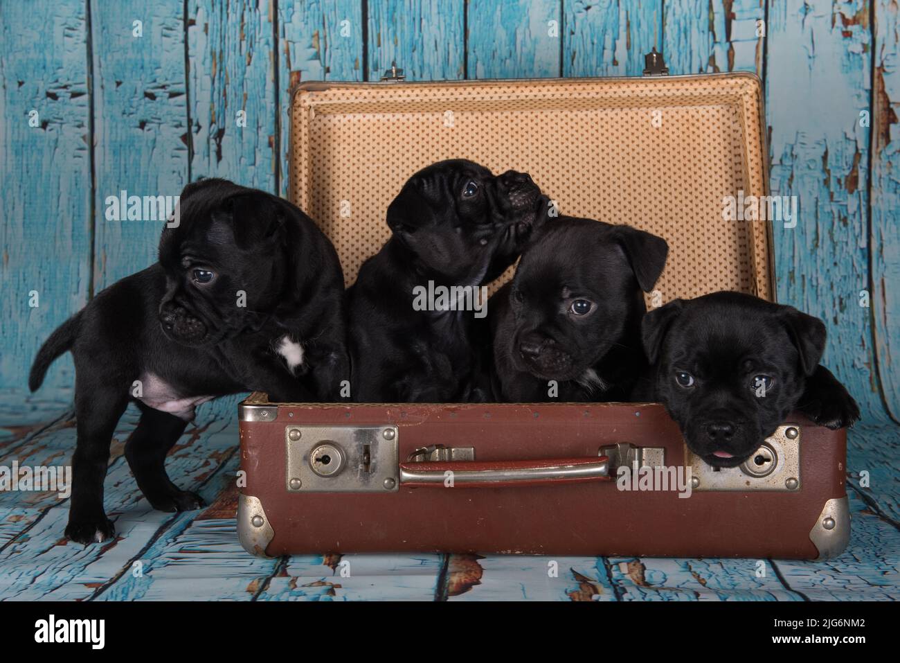 Four Black American Staffordshire Terrier dogs or AmStaff puppies in a retro suitcase on blue background Stock Photo