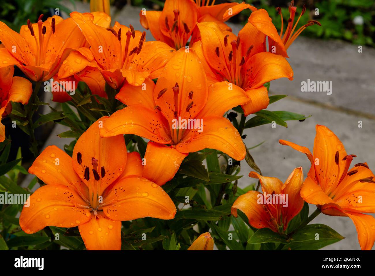 Close up images of orange lilies after rain. (Lilium bulbiferum Stock