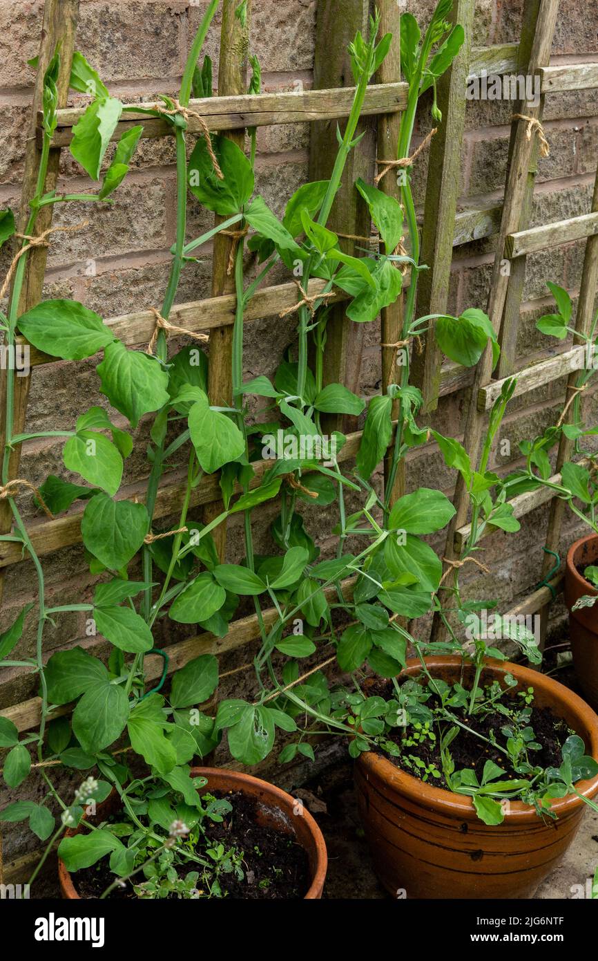 hanging plants red Acalypha hispida main image 0