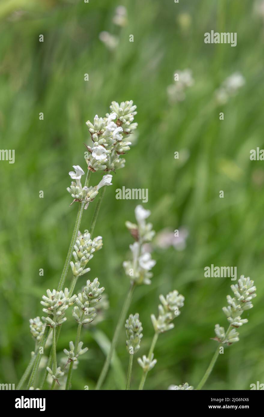 White lavendar (lavender angustiflolia alba) in an English cottage garden. Stock Photo