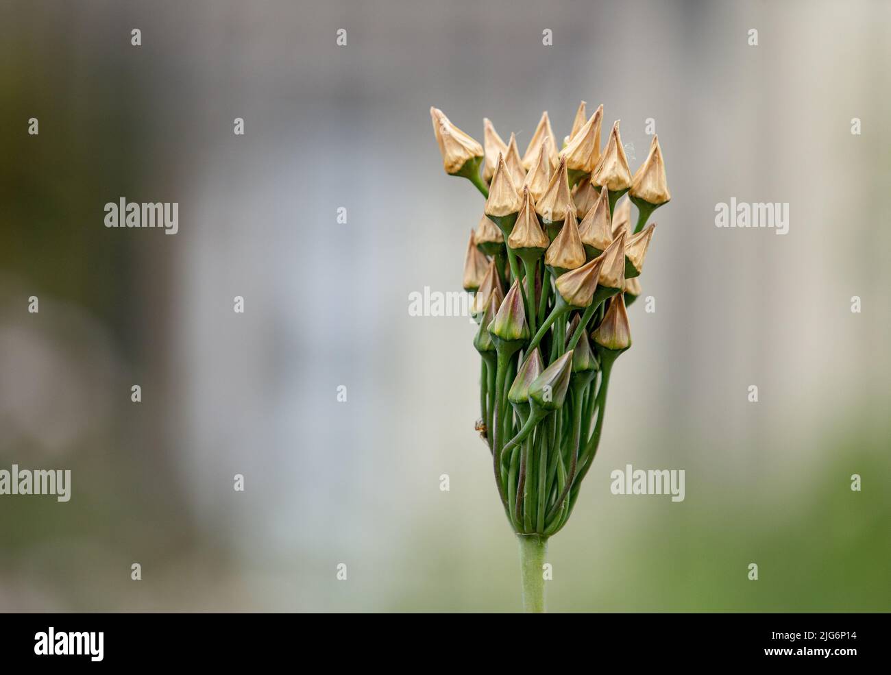 Allium siculum seed pods. Sicilian honey garlic. Stock Photo