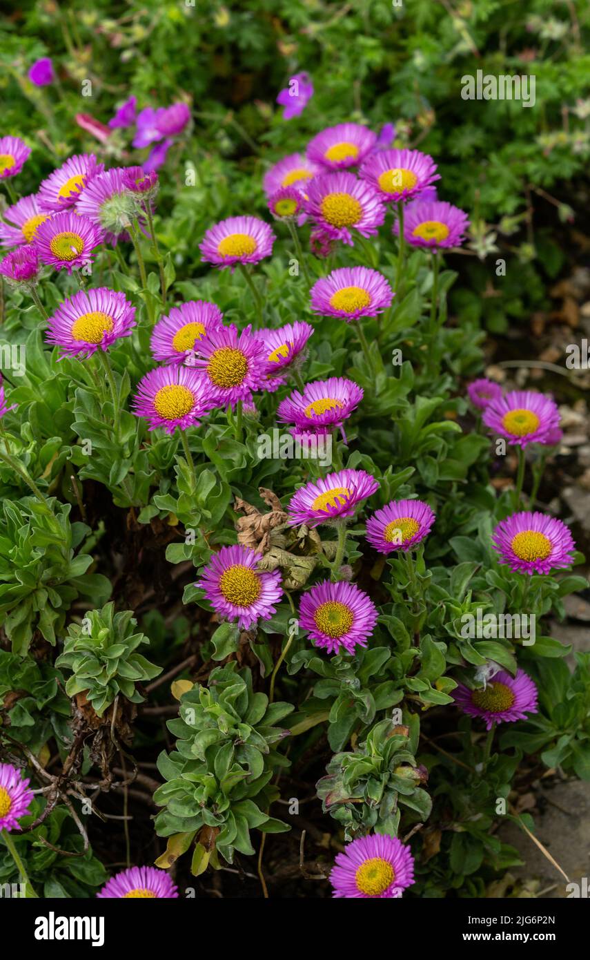 A purple and yellow flowering aster plant. Stock Photo