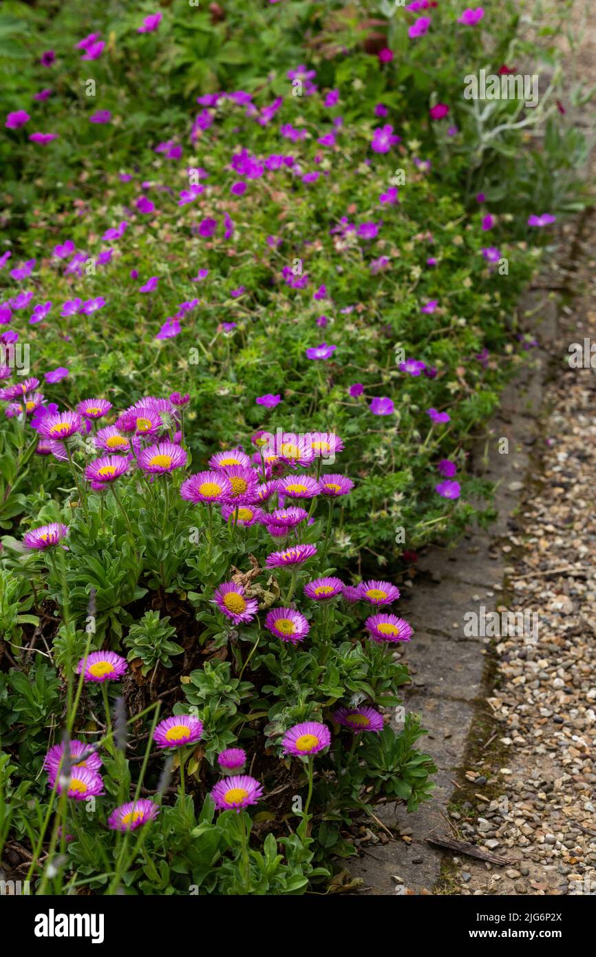 Purple flowers (asters and hardy geraniums) in a flower border edging a gravel path. Stock Photo